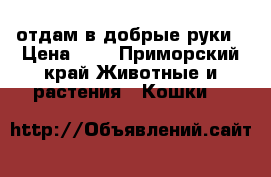 отдам в добрые руки › Цена ­ 1 - Приморский край Животные и растения » Кошки   